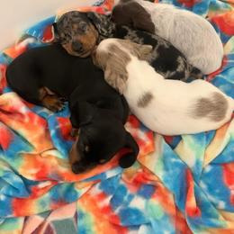 Dachshund Puppies from Little e Dachshunds