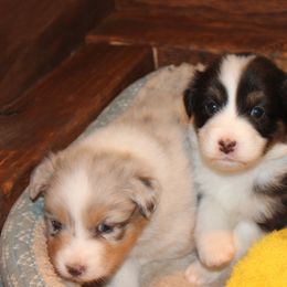 Australian Shepherd Puppies from 4t Aussies