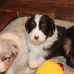 Australian Shepherd Puppies from 4t Aussies