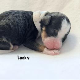 Lucky - Tri-color female Bernedoodle puppy in Pottstown, Pennsylvania from Willow-Be Doodles