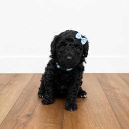 Stevie - Black female Poodle puppy in Nacogdoches, Texas from Nacadoodles