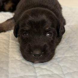 BTM 1 - Black tri male Miniature Australian Shepherd puppy in Corydon, Indiana from Arbuckle’s Lookin Good Aussies (LGA)