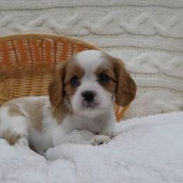 Copper - Blenheim male Cavalier King Charles Spaniel puppy in Marcellus, Michigan from Coolcreek Pets