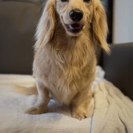 Copper - Cream male Dachshund puppy in Lumber City, Georgia from Willow Run LLC