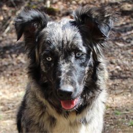 Bow - Australian Shepherd
