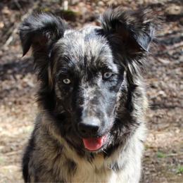 Bow - Australian Shepherd
