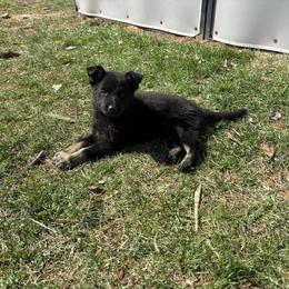 Missy - Bi-color female German Shepherd puppy in Milan, Illinois from Stonewick German Shepherds