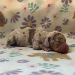 Girl 2 - Dapple female Dachshund puppy in Stilwell, Oklahoma from Orchard Dachshunds