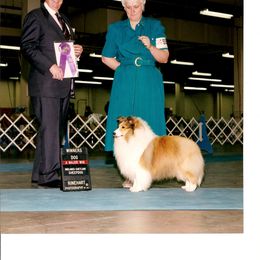 Shetland Sheepdog Puppies from Shalamar Shelties