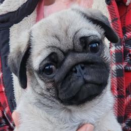 Petunia - Pug