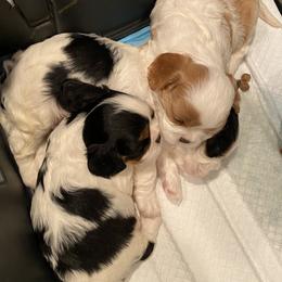 Cavalier King Charles Spaniel Puppies from Fairwyn Farm Cavalier King Charles Spaniels