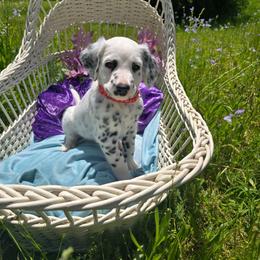 Kieran - White and black male Dalmatian puppy in Salem, Missouri from Paradise Spots Dalmatians