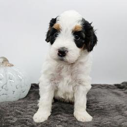 Bingo - Tri-color female Bernedoodle puppy in Granton, Wisconsin from Rose River Farms