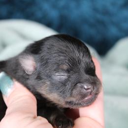 AKC Kaiser - Black and tan male Pomeranian puppy in Albany, Indiana from Hatz Off Puppies
