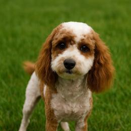 Frosty - Red  male Goldendoodle puppy in Fordland, Missouri from K&K's Puppy Kingdom
