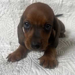 Dachshund Puppies from Works Farm Dachshunds