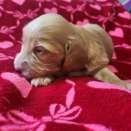 Girl 1 - Red female Dachshund puppy in Wisconsin from Poppy's Darling Dachshunds