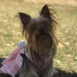Shendi - Yorkshire Terrier