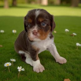 Brownie - Chocolate male Cavalier King Charles Spaniel puppy in Miami, Florida from Mario’s Pups
