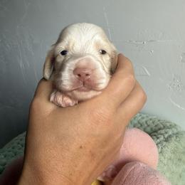 George - Piebald male Dachshund puppy in Ramona, Oklahoma from Schmitt Dachshunds