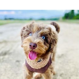 Goldendoodle Puppies from Cotton Country Doodles