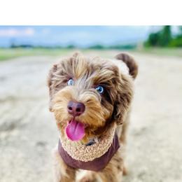 Goldendoodle Puppies from Cotton Country Doodles