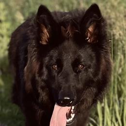 Luna - German Shepherd