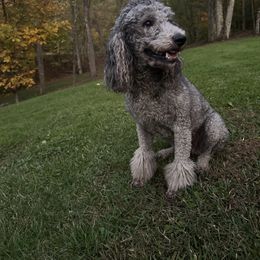 Grace - Poodle