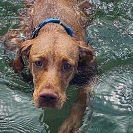 Vizslas from Paige Yager