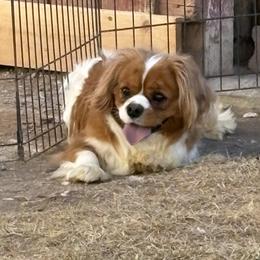 Trillion - Blenheim male Cavalier King Charles Spaniel puppy in Salina, Utah from Corner house cavaliers