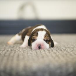 Alexander - male Beagle puppy in Atlanta, Georgia from Sinaj
