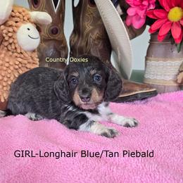 Blue pi - Gray (blue) and cream female Dachshund puppy in Cedar City, Utah from Country Doxies