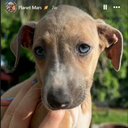 Boy 1 - male Italian Greyhound puppy in Southwest Florida, Florida from Woofford Italian Greyhounds