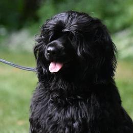 Kassidy/Flora - Portuguese Water Dog