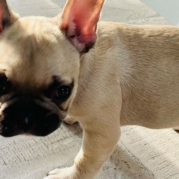 French Bulldogs from Gaby Vega