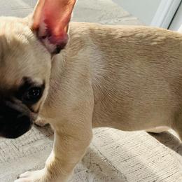 French Bulldogs from Gaby Vega