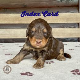 Index Card - Phantom male Bernedoodle puppy in Banner Elk, North Carolina from Walnut Tree Bernedoodles