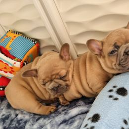 French Bulldog Puppies from Jessie's Frenchies