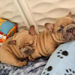 French Bulldog Puppies from Jessie's Frenchies