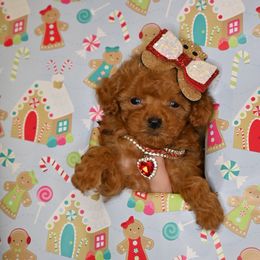Cavapoo, Cockapoo, and Poodle Puppies from Heavenly Puppies to Love