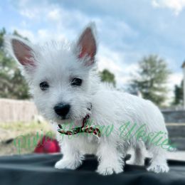 West Highland White Terrier puppies from Pixie Hollow Westies