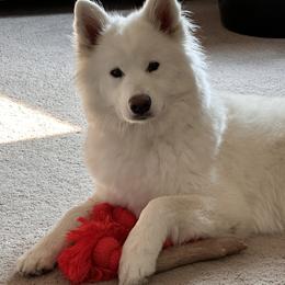 Raynee - Samoyed