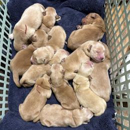 Moose (Navy) - Golden male Golden Retriever puppy in Franklin, West Virginia from Wildmour K9