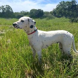 Fire - Dalmatian