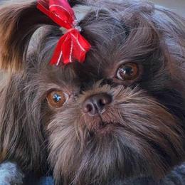 Shiloh - Shih Tzu
