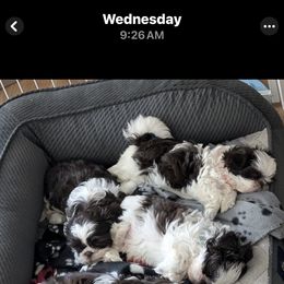 Shih Tzu Puppies from Mayra’s Shih Tzus