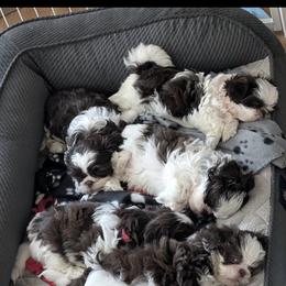 Shih Tzu Puppies from Mayra’s Shih Tzus