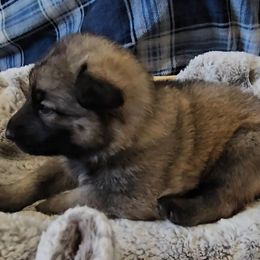 Sapphire - Gray sable female Shiloh Shepherd puppy in Loon Lake, Washington from SilverLiningShilohs