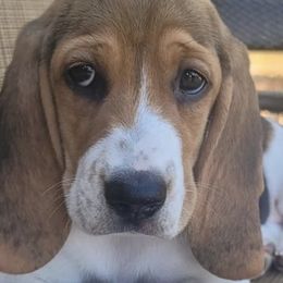 Beagles from Vega Valley Beagles