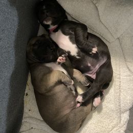 Great Dane Puppies from RoseCity Great Danes 🌹
